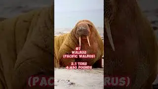 🦏🐋Top 10 Heaviest Animals In The World!!🦬🦈