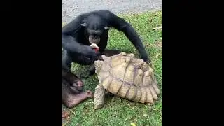 tortoise and monkey friendship