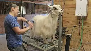 Dirty Fainting Goat Bath! Show Prep