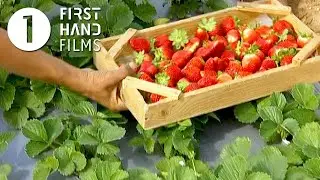 Gaza's Strawberry Fields | OFFICIAL TRAILER | A film by Ayelet Heller
