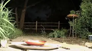 Mother Gray Fox Takes Two Trips To The Snack Bar June 20 025