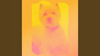 Astonishing Solo Piano Jazz - Vibe for Dog Anxiety