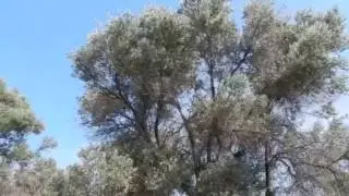 Cicada, noisy insects in Olive trees.