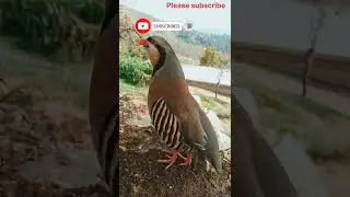 National bird of Pakistan Chukar//Chakor ki awaz//chukar voice#birdsounds #viral #share