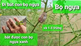 Đi bắt con bọ ngựa bắt được con bọ ngựa xanh và một ổ trứng bọ ngựa quá đã luôn