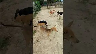 Playful Pack: Village Dogs Hanging Out Together#VillageDogs #DogSquad #PuppyLove #DogLife #CuteDogs