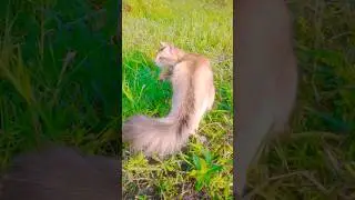 fluffy tail cat .OMG 😱 #10million #cat #shorts #youtubeshorts#1000subscriber#otilia #bilionera