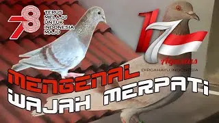 MERPATI LOVERS BETERNAK MERPATI INBRED LINEBRED AND CROSSBRED