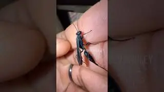 Blue Mud Dauber Handling! 💙