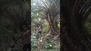 pruning menggunakan mesin cantas