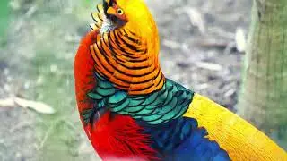 Birds of Heaven: A Breathtaking Avian Spectacle in 4K HDR