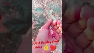 Atul Pandey short video 🔥😍🥰