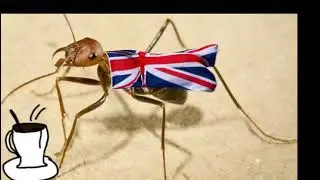 British Ants Rule!