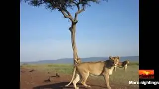 lion cub gets stuck in a tree and mom runs to help