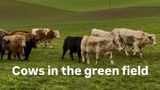 Cows in the green field 