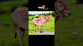 #madura #sarja #chimani#mahibba#भुंगा #चिक्या #सुंदर #लखन#भारत #bakya #viralvideo