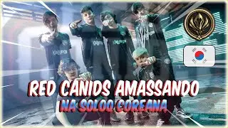 RED Canids AMASSANDO na SOLOQ Coreana | Bootcamp MSI 2022