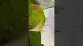 #lofi #music #song #reflexionesdeldia #lago #viralvideo #fish #pets #pet #pecera #garden #shortvideo