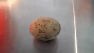 Houbara Egg WL Monitoring 2
