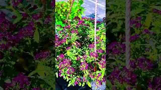 Bacopa Blutopia Blue 🌸 Alyssum Clear Crystal 🌺Exacum Princess Deep Blue 🌸 Lobelia Riviera ❇️#flowers