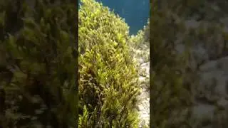 Hidden Ecosystem in water reservoir! #moss #underwaterworld
