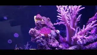 juwel rio 125 new year update.