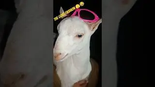 The Goat Fashion 🫣😂                      #cat #music #goat #fashion #shortsfeed #shorts