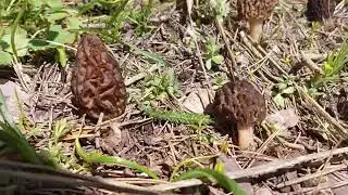 Kuzugöbeği (Morchella)  Mantarı Nerelerde Ve Nasıl Bulunur 🍄🍄🍄🍄🍄