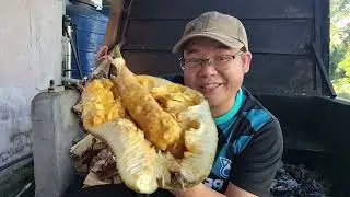 Pelbagai aktiviti waktu petang di rumah panjang,masakan kampung, makan buah cempedak