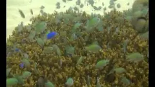 KIDS SCUBA DIVING THE GILIS, INDONESIA.avi