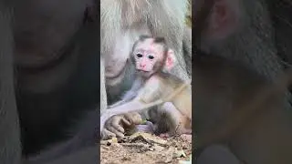 A very cute newborn baby monkey and mom #shortvideo #babymonkey