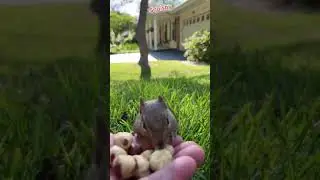 Fill cheeks with nuts #chipmunk #shorts  #tiktok