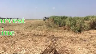 Cane harvest machine Khmer agriculture