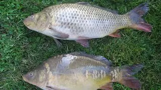 Рыбалка в Милане.Lago di Segrate.🎣🇮🇹❤️ Pesca a milano. Fishing in milan. Pescuit &icirc;n Milano. ❤️🇮🇹❤️