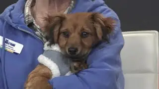 SB Humane Returns with a Sweet Treat, 3-Month-Old Chocolate!