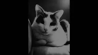Meditation for my lovely cat
