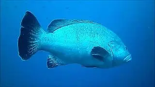 Diving in Costa Brava - Aiguablava
