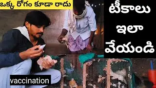 kodi pillalaku vaccine | కోడి పిల్లలకు రోగాలు రాకుండా టీకాలు ఎలా ఇవ్వాలి