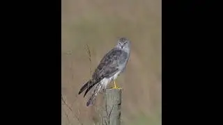 Northern Harrier - Bird of Prey