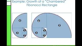 Spiral Growth in Nature VIDEO