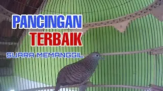 PANCINGAN TERBAIK‼ Suara perkutut lokal spesial pancingan, irama memanggil