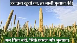 Star Seed Bajra 151: High Yield, Disease Resistant Pearl Millet for Max Farmer Profit