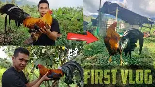 A Backyard Secret Breeders from Sogod Southern leyte GameFowl