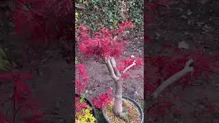 Beautiful fall colors red Japanese maples #bonsai #japansemaple #colors #red