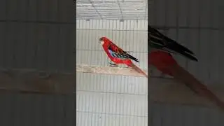 Red Rosella #birds #parrot  #nature #birdssounds #birdssinging