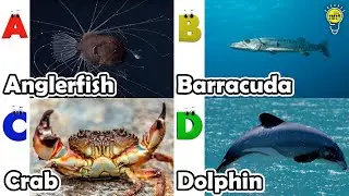 Песенка про морских животных ABC | Изучаем алфавит | Английский язык и животные для детей | #рыба...