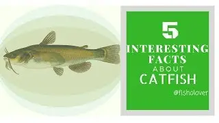 Fisholoverfact#003- Five Interesting Facts about Catfish