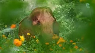 Elephant Dipor's Transformation: From Working Elephant to a Life of Freedom - ElephantNews