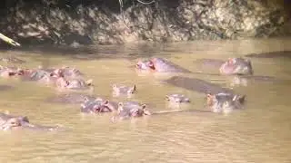 KIBOKO NDANI YA MAJI