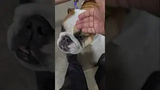bulldogs at the dog show with me petting at dog show toronto canada apr 2025